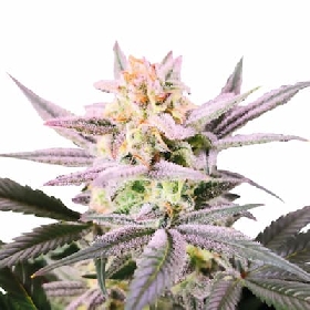 Double XL Watermelon Wedding Cake Auto > Growers Choice